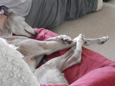 Best to cwtch up in a comfy chair