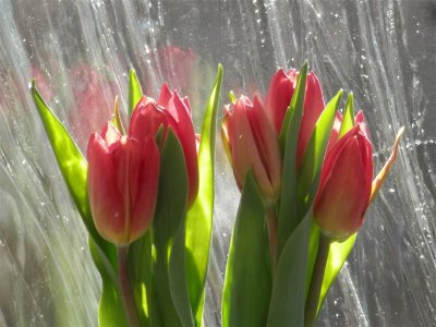 Tulips in wavy window