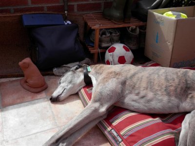 Hot dog in the conservatory