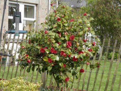 Camelia's first flowering