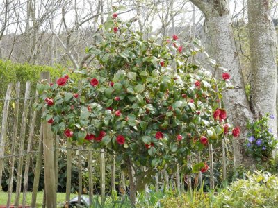 Camelia