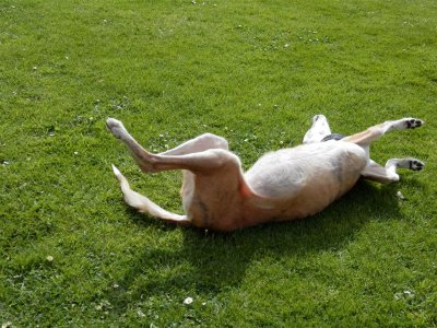 And the grass is perfect for rolling