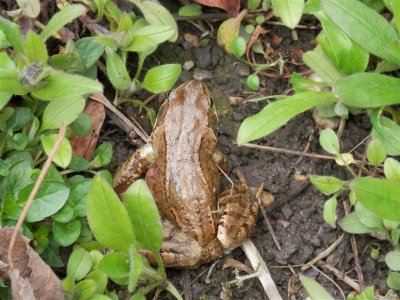 Hoyle Court frog