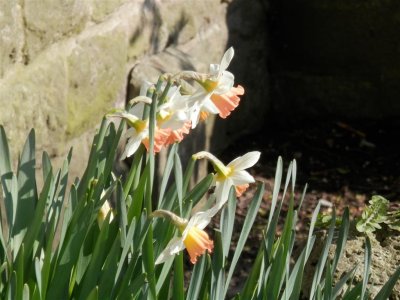 Narcissi in Rutland Square gardens