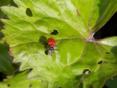 Lily beetle, very pretty but I've been told I should have squished it!