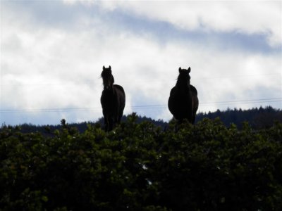 Horses in silhouette