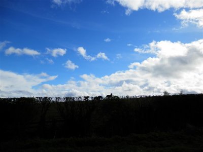 Horsefield