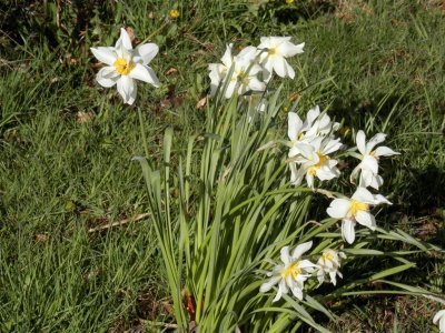 Pretty narcissi