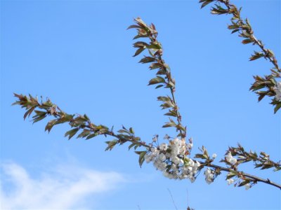 Blossom on blue
