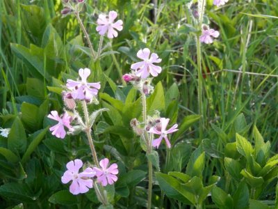 Pink Campion
