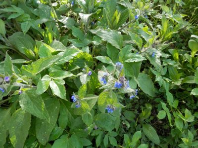 Green Alkanet (Pentaglottis sempervirens)