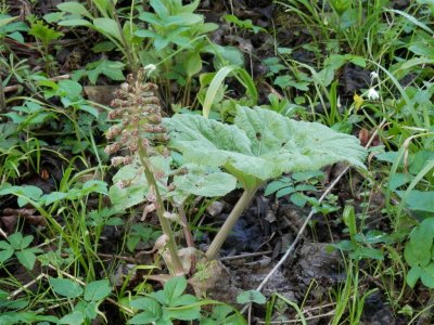 Butterbur (Petasites hybridus)