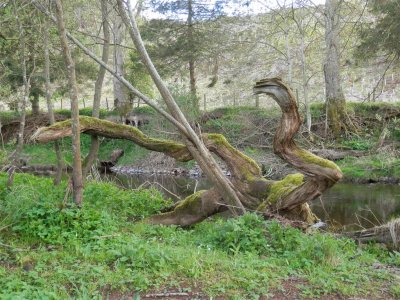 Tree creature