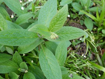 This one might be comfrey