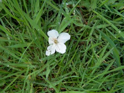 P4292258 