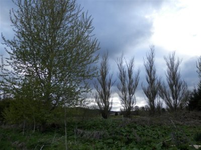 Balsam poplar