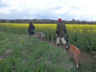 Passing by the oilseed rape (Brassica napus)