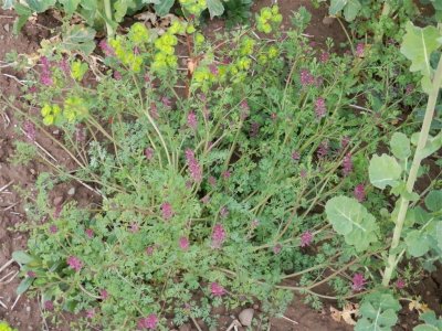 Fumitory