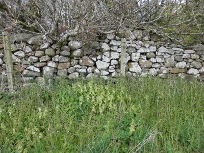 White dead-nettle