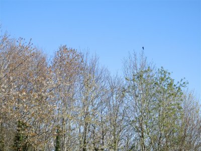 P4302327