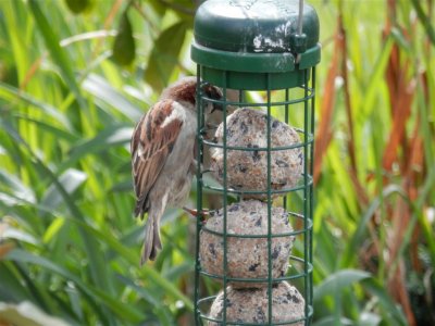 Munching sparrow
