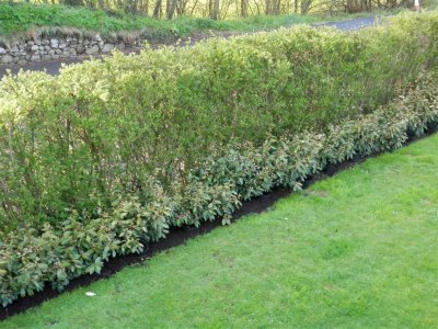 Splendid looking hedge