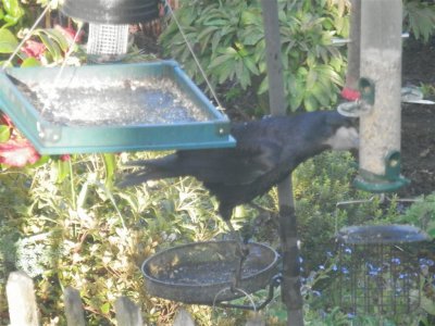 Pesky crow