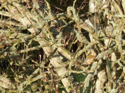 Let's play spot the greenfinch
