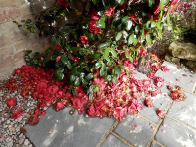 Tannery House garden, Thursday pm