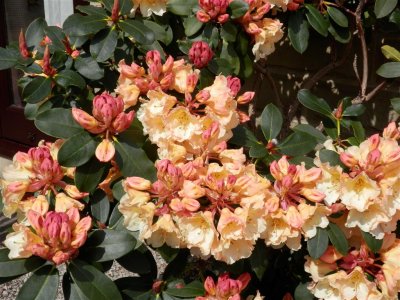 Tannery House rhododendhron