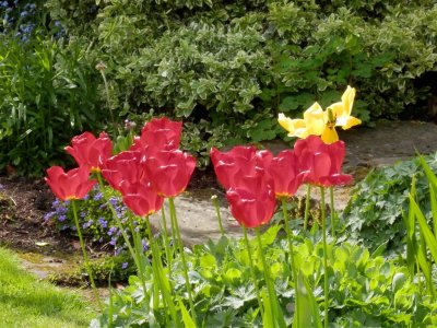 Tannery House garden