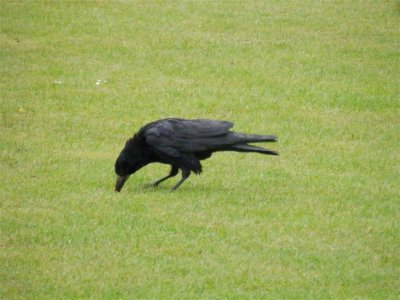 Just us and some big black birds