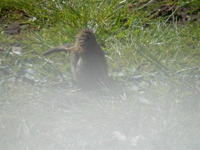 Baby sparrow through the venetian blind