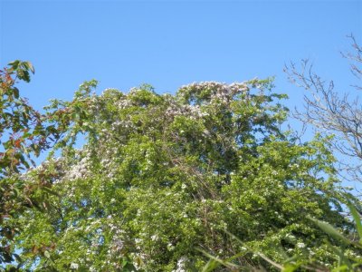John's clematis at the top of the hawthorn