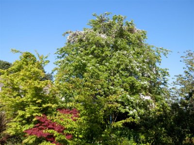 Hawthorn with clematis