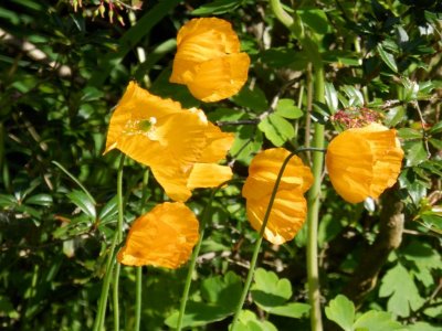 Welsh poppies