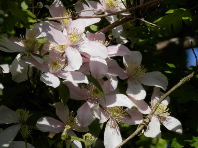 Clematis in hawthorn
