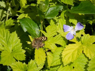 Butterfly on golden hop