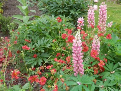 Lupins and geum
