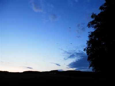 Evening walk sky, with crows