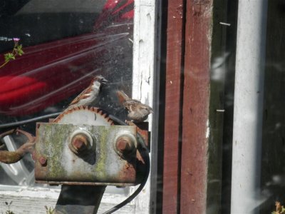 Bird feeding on the hovercraft
