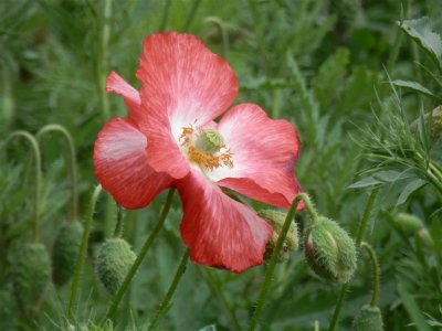 Hatherley Park poppy