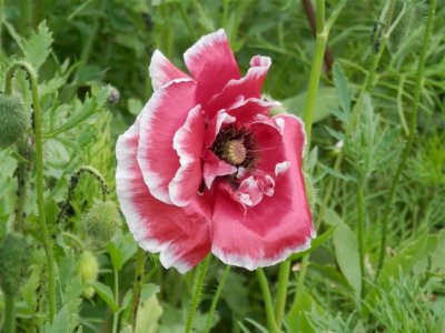 Hatherley Park poppy