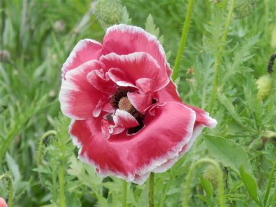 Hatherley Park poppy