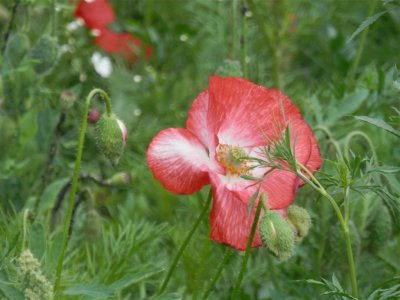 Hatherley Park poppy