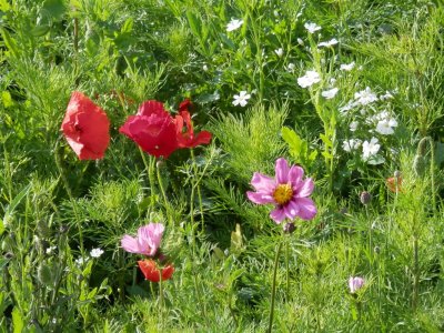 Hatherley Park poppies and cosmos