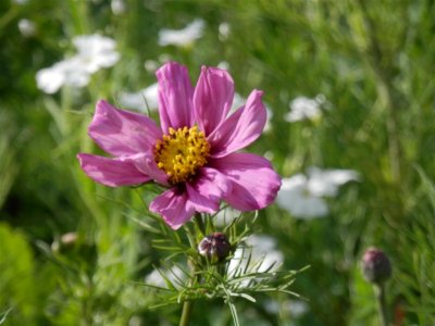 Hatherley Park cosmos