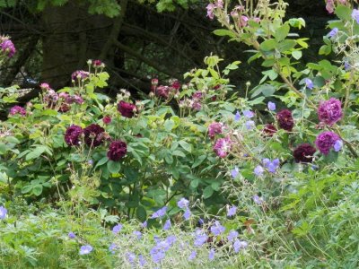 Wonderfully scented roses