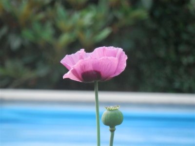 Oriental poppy in Tannery House garden