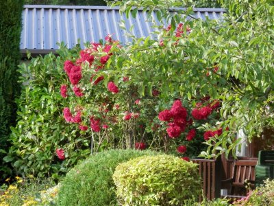 Tannery House garden